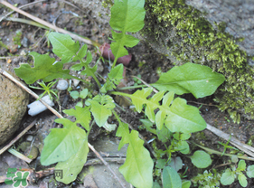薺菜是什么菜？薺菜是什么野菜？