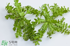 薺菜是什么菜？薺菜是什么野菜？