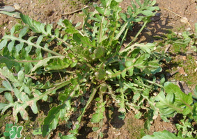 薺菜是什么菜？薺菜是什么野菜？