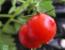 薺菜可以和西紅柿一起吃嗎？薺菜和西紅柿一起吃好嗎？