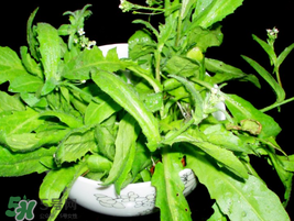 薺菜能和青菜一起吃嗎？薺菜和青菜一起吃好嗎？