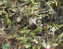 薺菜上有白點能吃嗎？薺菜背面有白點是什么？