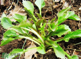 蒲公英和薺菜的能同食嗎？薺菜和蒲公英的區(qū)別