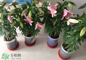 3月份可以種百合花嗎？百合幾月種植？