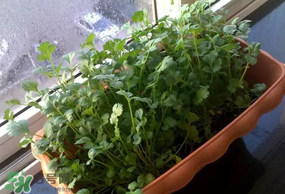 三月份可以種香菜嗎？香菜幾月份播種？