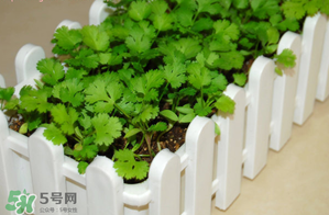三月份可以種香菜嗎？香菜幾月份播種？