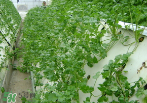 三月份可以種香菜嗎？香菜幾月份播種？