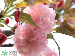 四月份還有櫻花嗎？四月份哪里有櫻花？