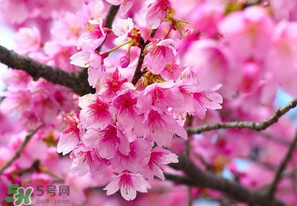 四月份還有櫻花嗎？四月份哪里有櫻花？