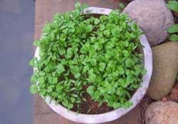三月份可以種香菜嗎？香菜幾月份播種？