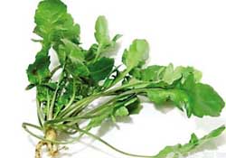 薺菜是什么菜？薺菜是什么野菜？