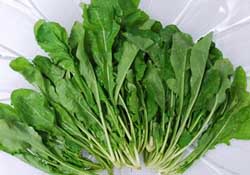 薺菜能和青菜一起吃嗎？薺菜和青菜一起吃好嗎？