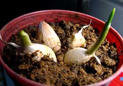 3月份可以種大蒜嗎？三月份種什么農(nóng)作物？