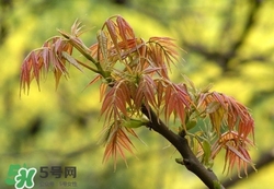 什么東西清火效果好？什么東西清火最快？