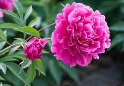 春天能種芍藥嗎？芍藥幾月種植？