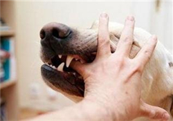 狂犬疫苗多少錢？狂犬疫苗價格？
