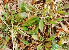 薺菜不能和什么一起吃？薺菜和什么相克？