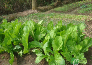 芥菜能和雞肉一起吃嗎？芥菜與雞肉同吃會(huì)中毒嗎？