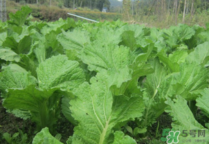 芥菜能和雞肉一起吃嗎？芥菜與雞肉同吃會(huì)中毒嗎？