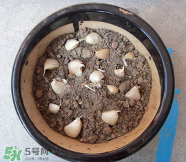 春天可以種大蒜嗎？春天什么時候種大蒜？