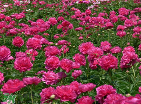 春天能種芍藥嗎？芍藥幾月種植？