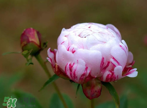 春天能種芍藥嗎？芍藥幾月種植？