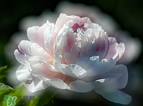 春天能種芍藥嗎？芍藥幾月種植？