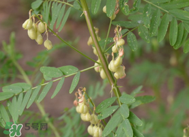 春天能吃黃芪嗎？春天吃黃芪好嗎？