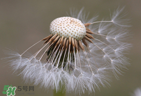 蒲公英多少錢一斤？蒲公英多少錢一克？