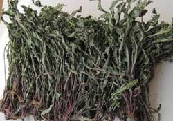 干的蒲公英多少錢一斤？蒲公英多少錢一斤干的？