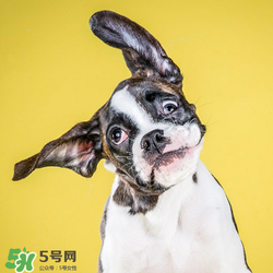 狂犬疫苗多少錢？狂犬疫苗價(jià)格？