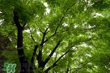 植樹節(jié)是幾月幾日？2017植樹節(jié)是哪一天？