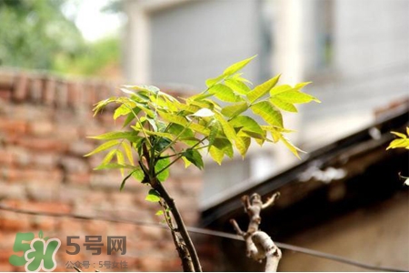 植樹節(jié)是幾月幾日？2017植樹節(jié)是哪一天？