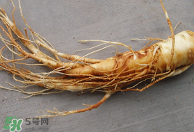 春天可以吃人參嗎？春季能進(jìn)補(bǔ)人參嗎？