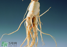 春天可以吃人參嗎？春季能進(jìn)補(bǔ)人參嗎？