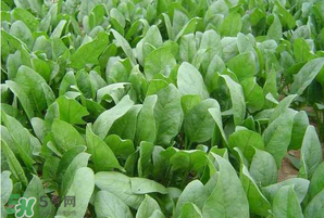 春天能種菠菜嗎？春天怎么種菠菜？