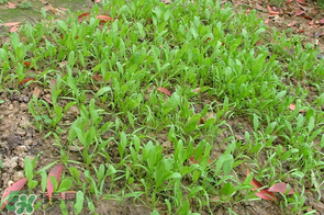 春天能種菠菜嗎？春天怎么種菠菜？