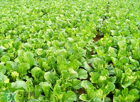 春天能種白菜嗎？春天白菜什么時間種植？