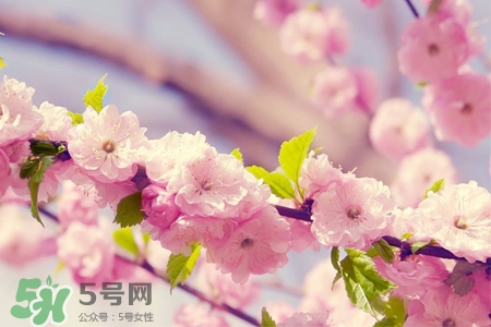 植樹節(jié)可以種什么花？植樹節(jié)種什么花好？