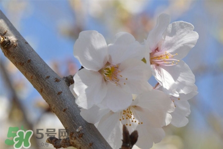 植樹節(jié)可以種什么花？植樹節(jié)種什么花好？