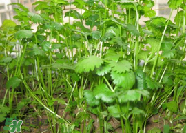 春天能種香菜嗎？香菜幾月份播種？