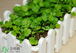 春天能種香菜嗎？香菜幾月份播種？