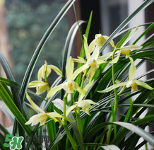 蘭花怎么養(yǎng)？蘭花怎么種？