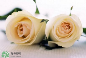 白色情人節(jié)送什么花？白色情人節(jié)送白玫瑰合適嗎？