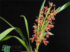 蘭花品種？蘭花有多少品種？