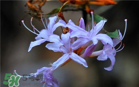 蘭花品種？蘭花有多少品種？