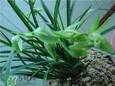 蘭花品種？蘭花有多少品種？
