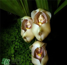 蘭花品種？蘭花有多少品種？