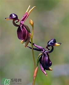 蘭花品種？蘭花有多少品種？