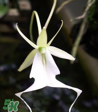 蘭花品種？蘭花有多少品種？